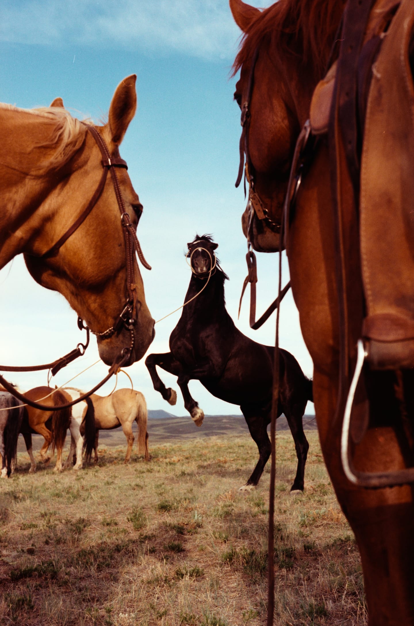 Tony Lama Boots — frame 2